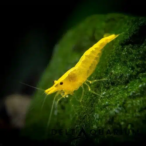 Yellow shrimp (2 Pair)