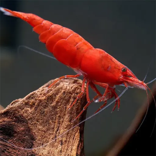 Fire Red Shrimp (2 Pair) 