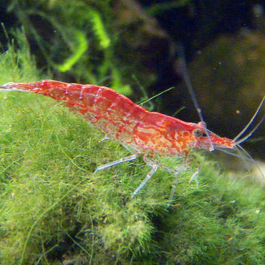 Cherry red shrimp (2 Pair)