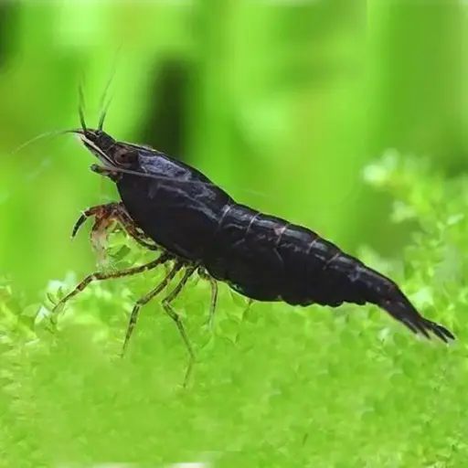 Black shrimp (2 Pair)