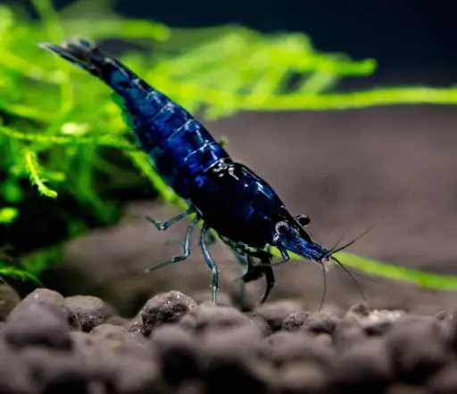Blue shrimp (2 Pair)
