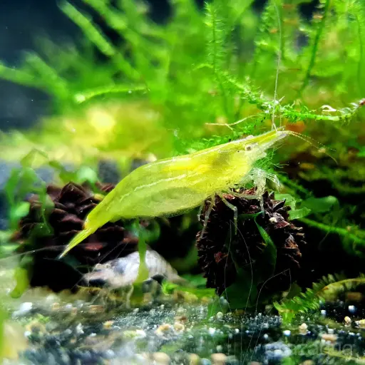 Green shrimp (2 Pair)