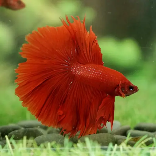 Ohm Betta fish