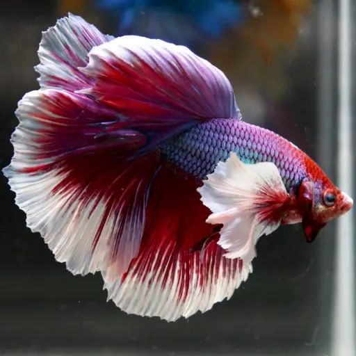 Dumbo Ear Elephant Betta
