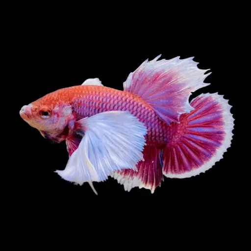 Dumbo Plakat Betta (Male)