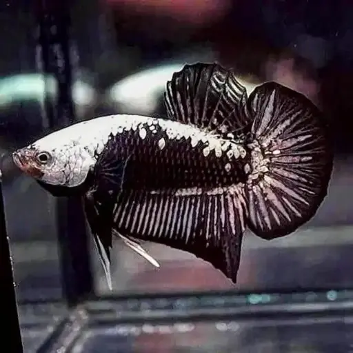 Black Samurai Bettas (Male)