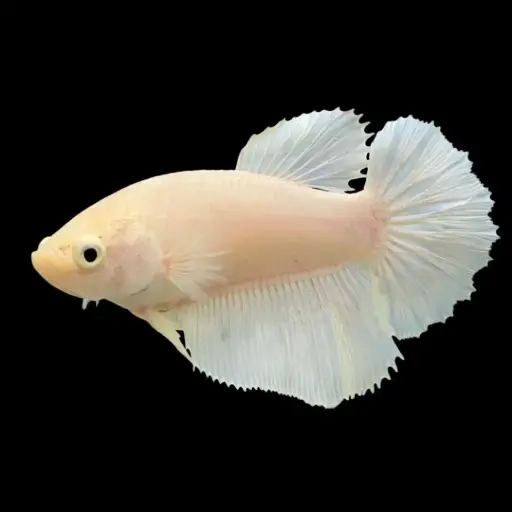 Female Ohm Betta
