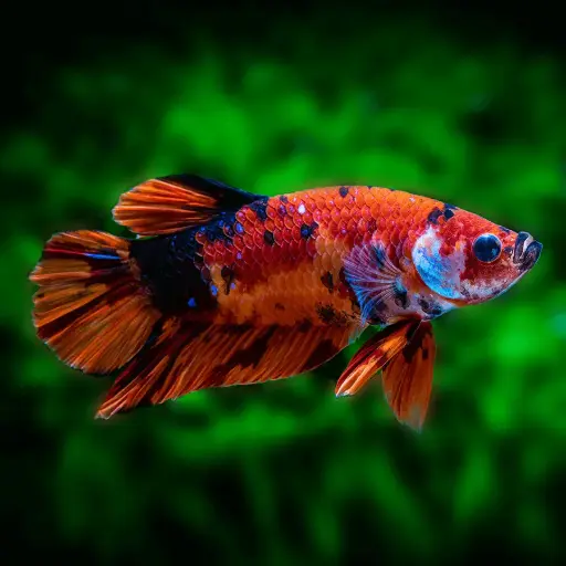 Nemo Candy Female Fighter