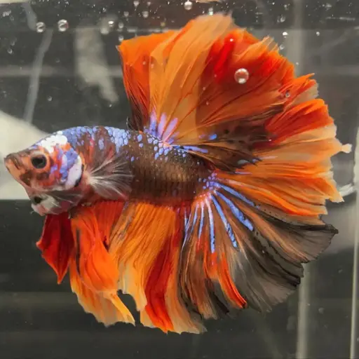 Candy Ohm Betta