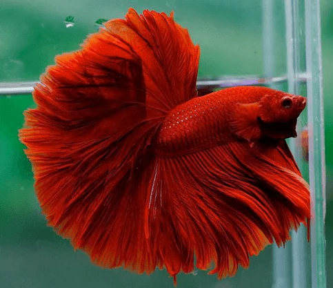 Rosetail OHM  Betta