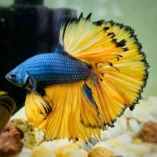 Mustard Gas Betta 