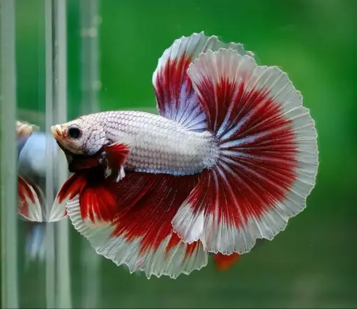"Butterfly Ohm Betta"