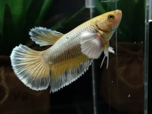 Female Dumbo (or Elephant Ear) Betta 
