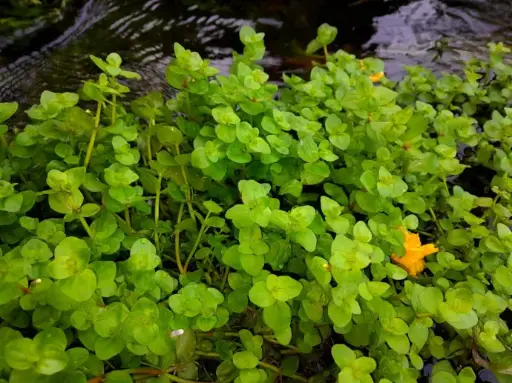 Bacopa Caroliniana