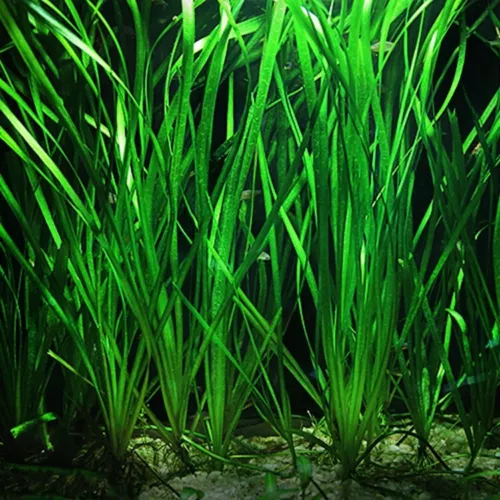 Vallisneria nana