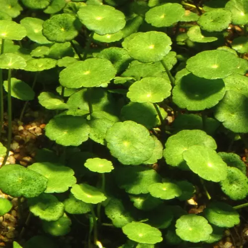 Hydrocotyle Verticillata