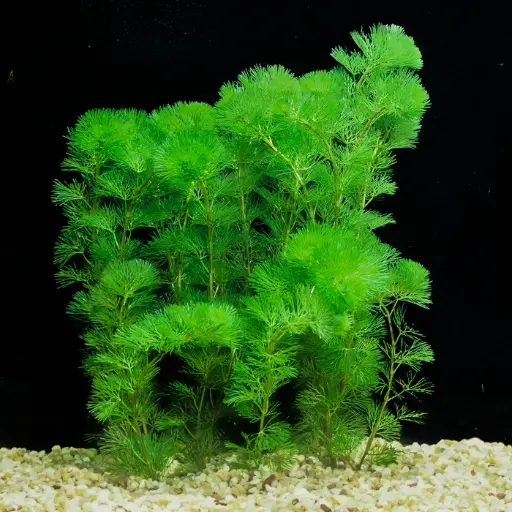 Cabomba caroliniana