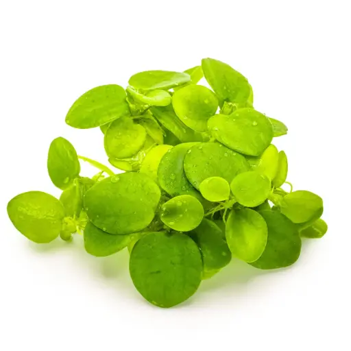 Limnobium laevigatum(Amazon frogbit)