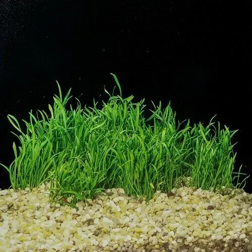 Sagittaria subulata
