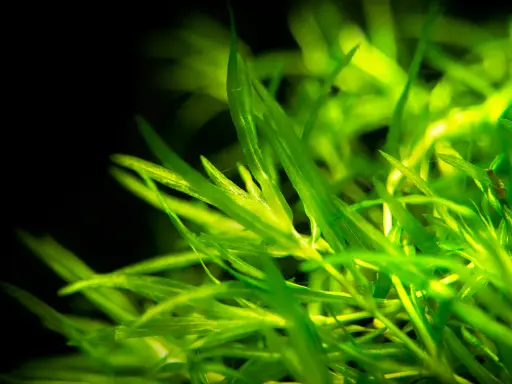 Guppy grass