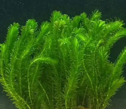 Elodea