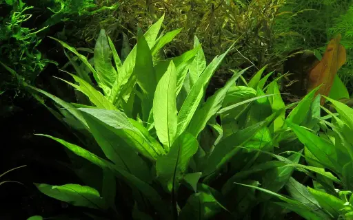 Hygrophila Corymbosa ‘Compacta’