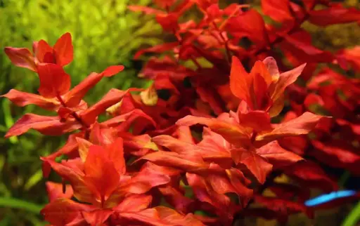 Rotala Rotundifolia "Pink"