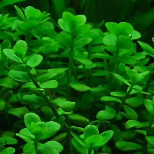 Bacopa Mini