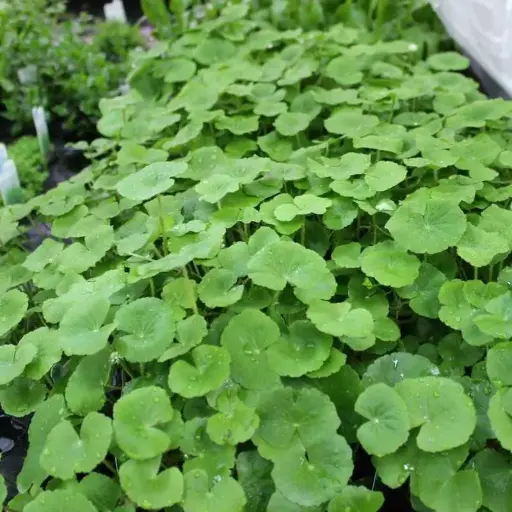  Hydrocotyle Leucocephala 