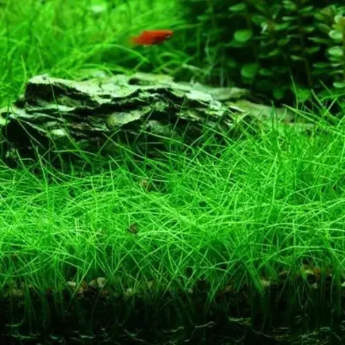 Hair Grass 