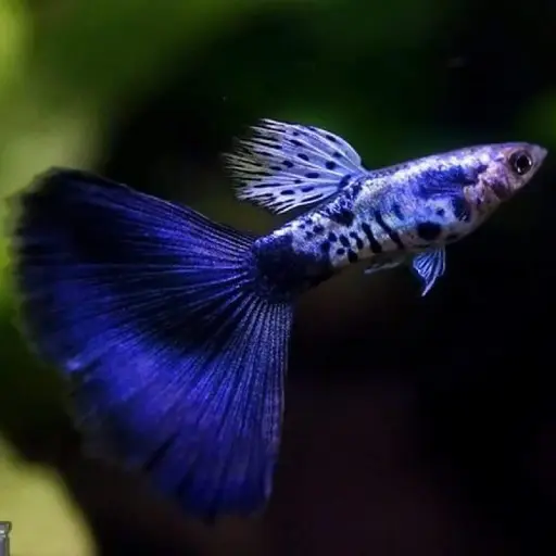 Galaxy Blue Guppy 