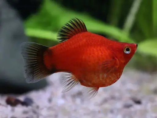 Red Balloon Molly (Pair)