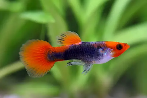 Tuxedo Koi Guppy
