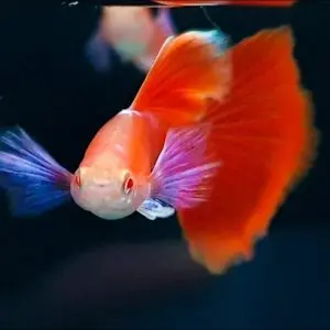Albino Full Red Blue Ear guppy