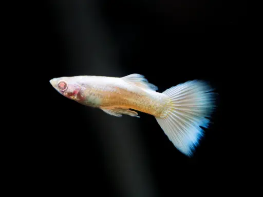 Albino Full Platinum guppies